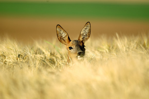 草地上的小鹿