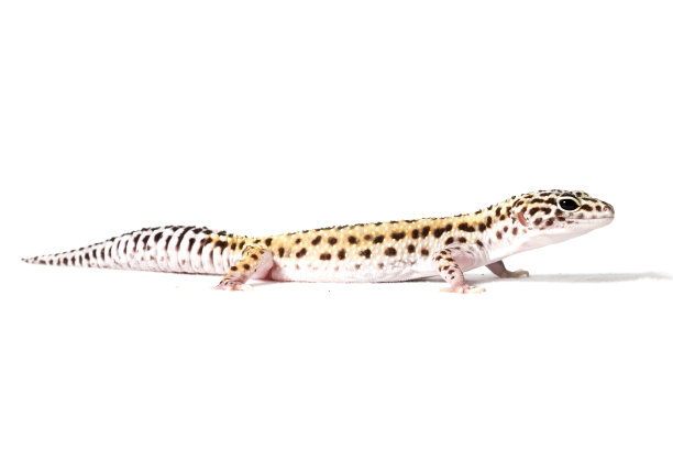 phelsuma
