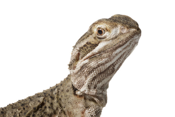 agama