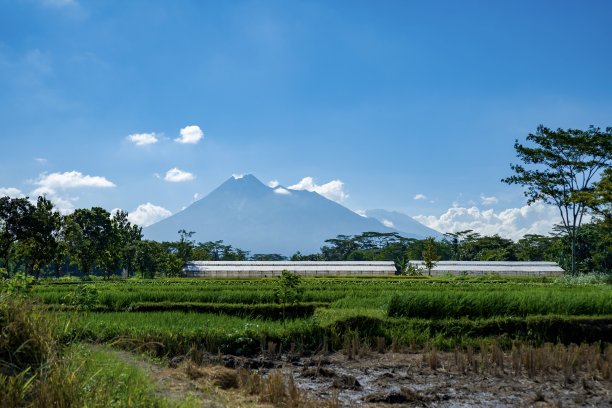 蓝天下的稻田田野风景