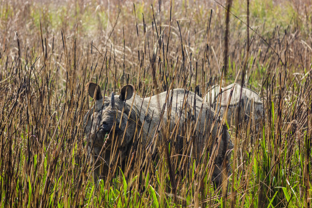 chitwan