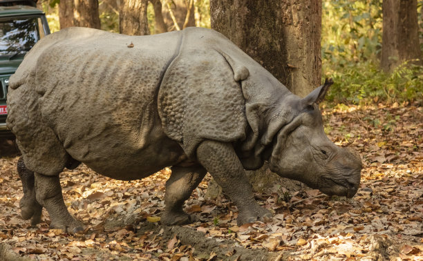 chitwan