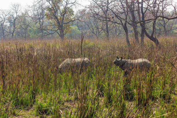 chitwan