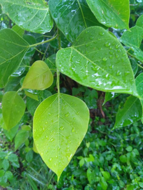 菩提叶背景