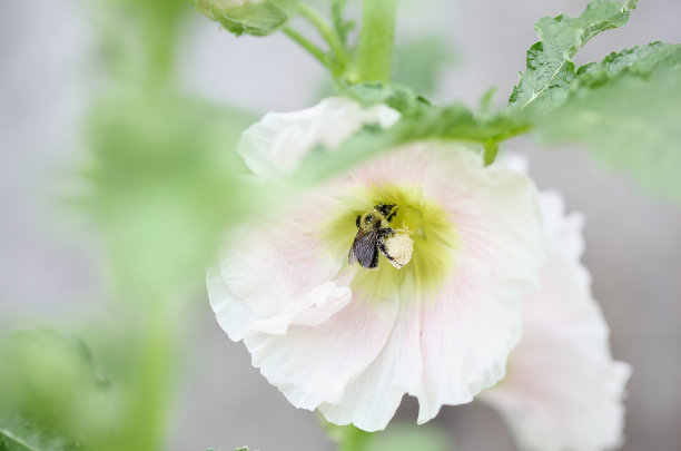 粉色蜀葵花