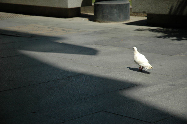 孤单的白鸽