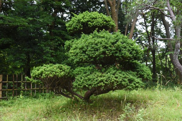 jap