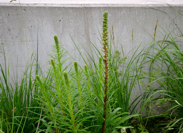 liatris