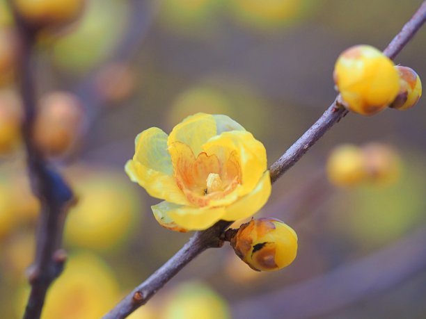 蜡梅
