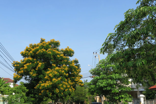 葵花园,田园风光