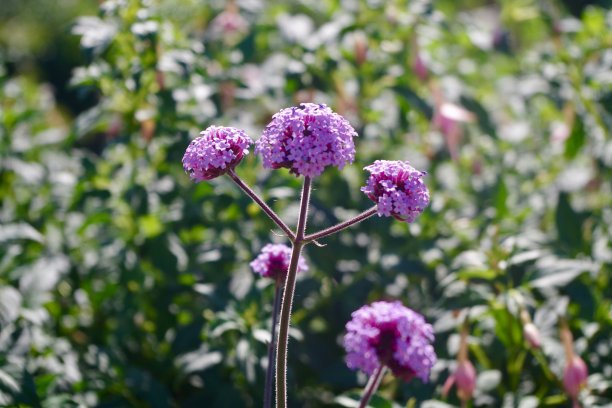 verbena