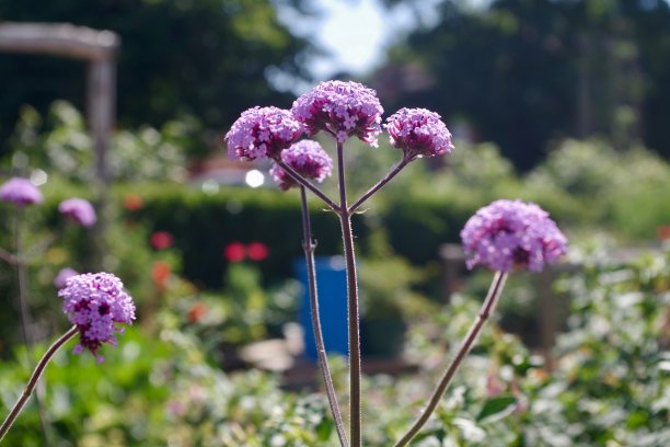 verbena