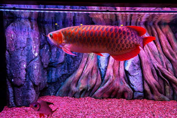 arowana