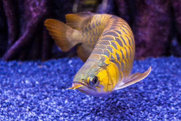 arowana