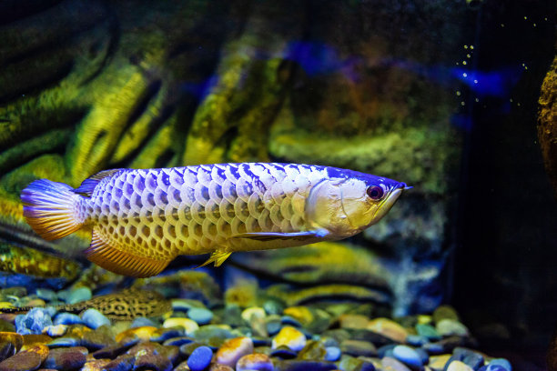 arowana
