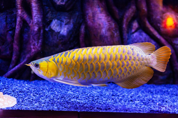 arowana