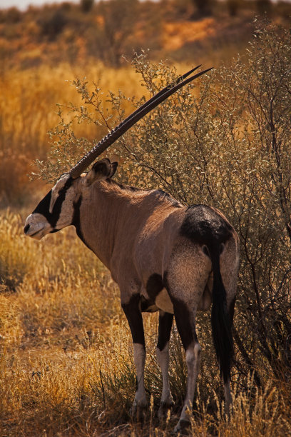 gemsbok