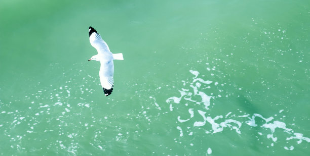 海滩上海鸥