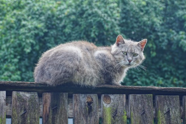 木板上的猫