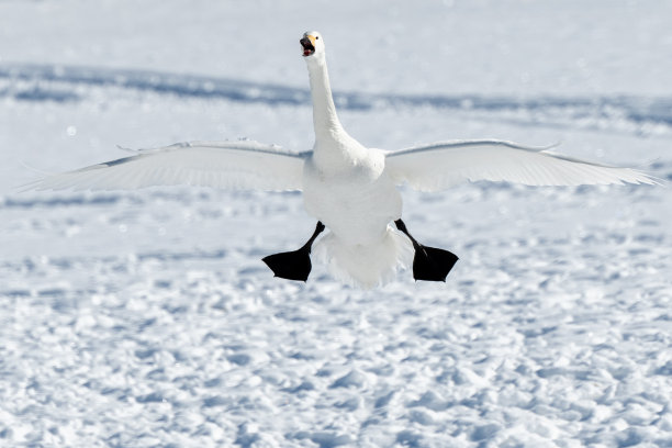 冬季的冰面上的鹅