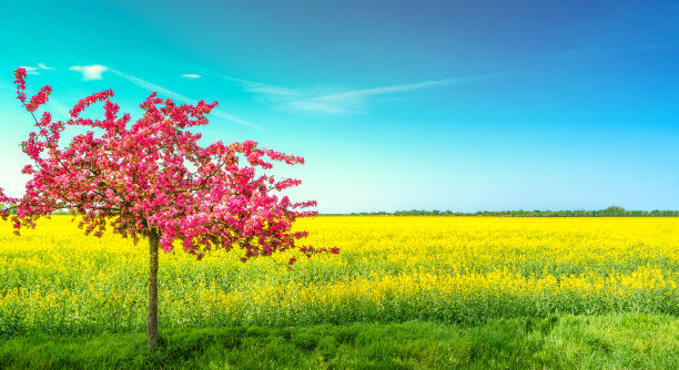 油菜花和麦地