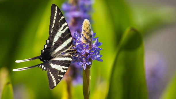 danaus