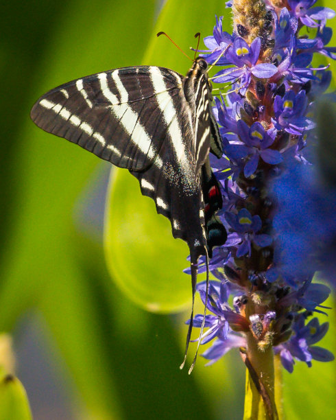danaus