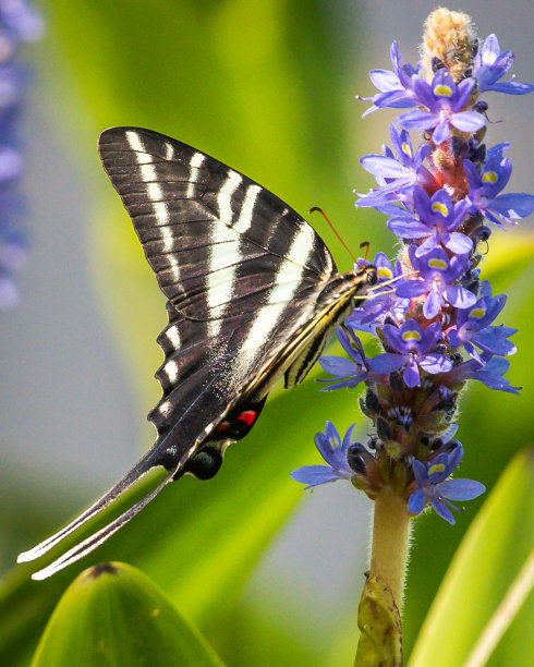 danaus