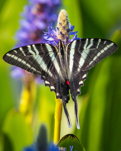 danaus