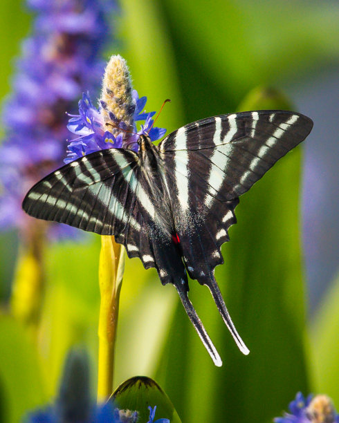 danaus