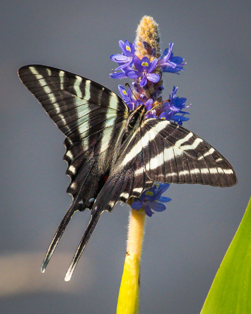 danaus