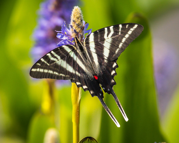 danaus