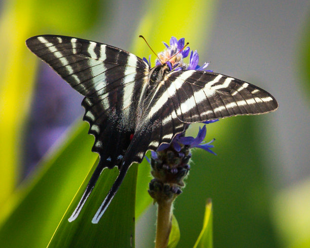 danaus