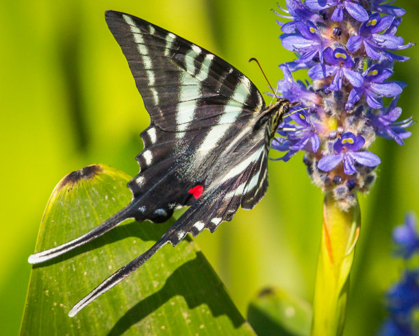 danaus