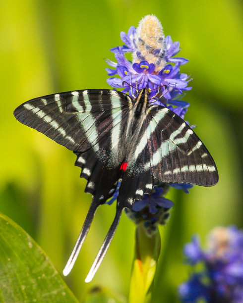 danaus