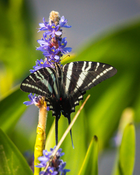 danaus