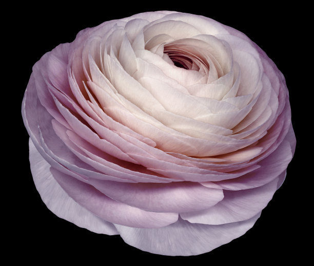 情人节玫瑰花白玫瑰粉色花束