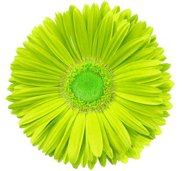 marguerite