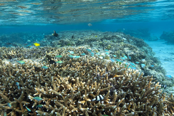 海底生物