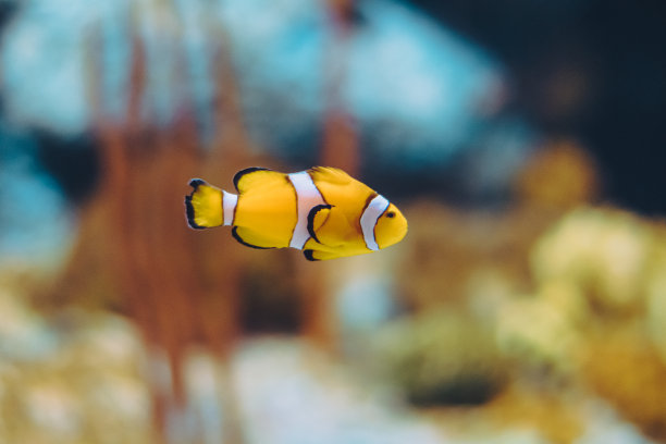 美丽水族馆