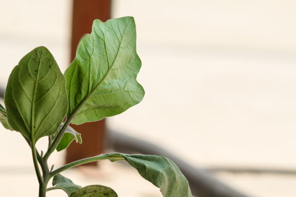 植树节宣传