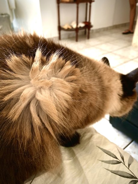 hairs