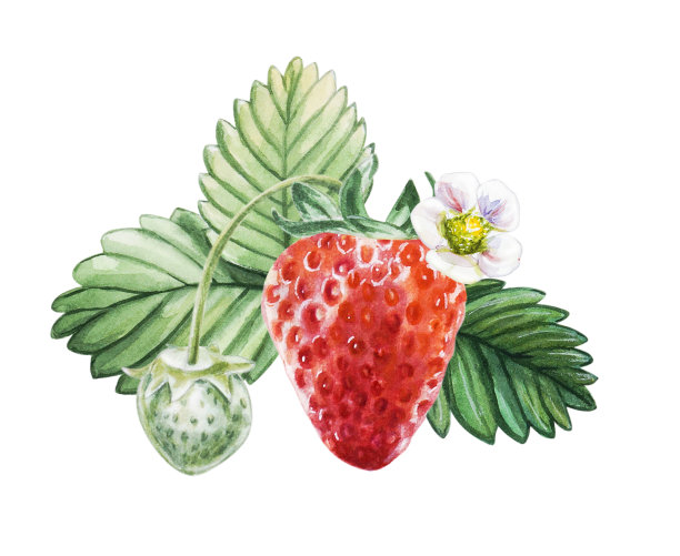 春天草莓海报