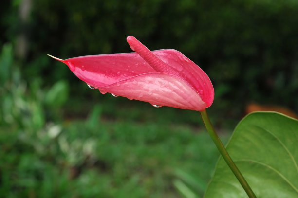 热带花火烈鸟