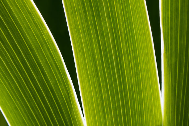 抽象热带植物叶子背景