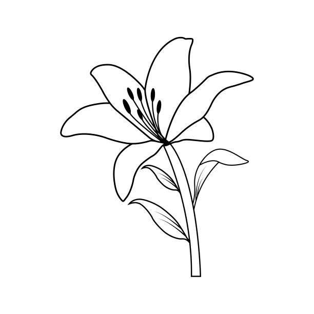 黑白花卉线稿