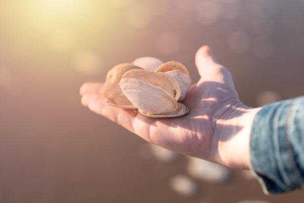 cockle