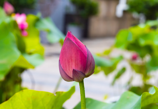 绿化植被