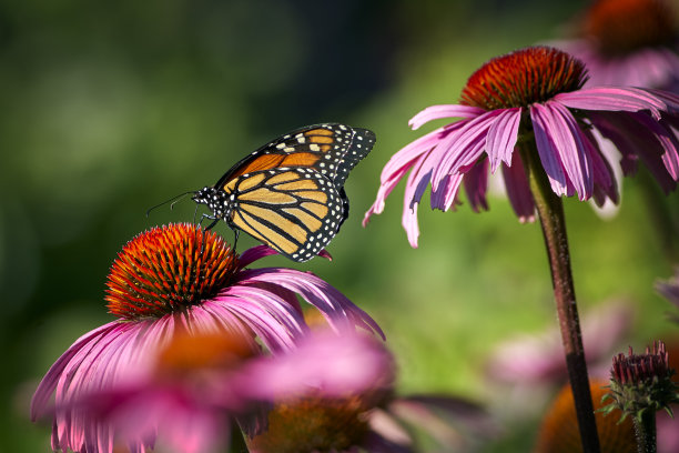 美丽的蝴蝶与鲜花