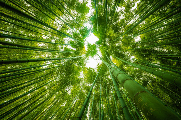 夏日竹林